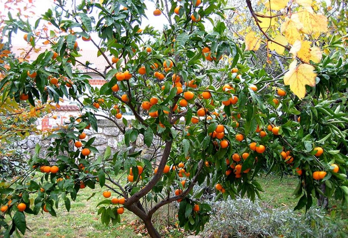 Дерево с мандаринами фото