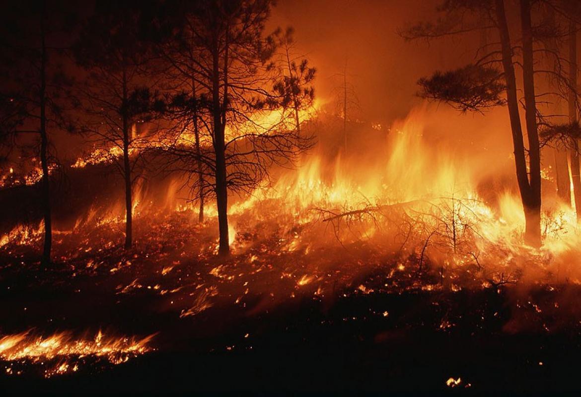 Controlled burn. Стихийное бедствие пожар. Пожар травы ночь. Пожары деревьев в Африке. Ночь трава лес огонь.