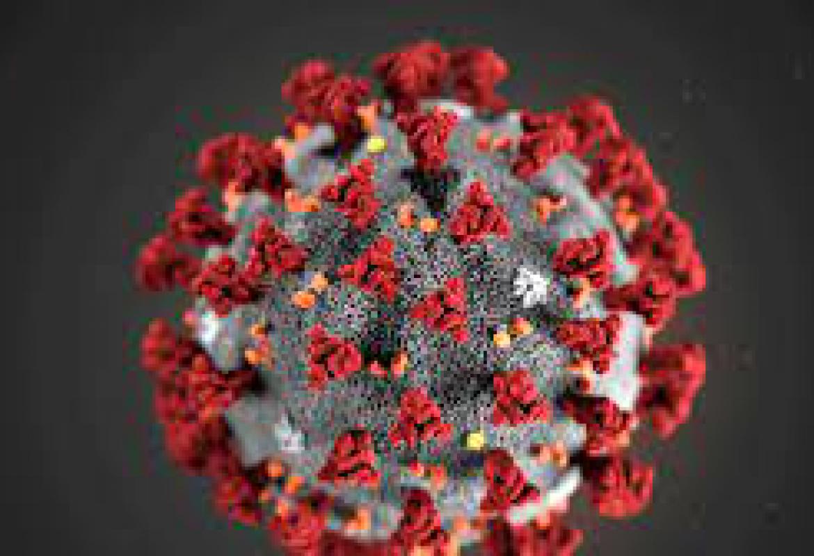 korona virus