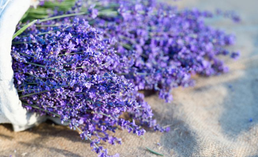 Lavanda